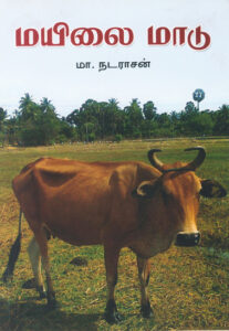 மயிலை மாடு  /  Mayilai Maadu